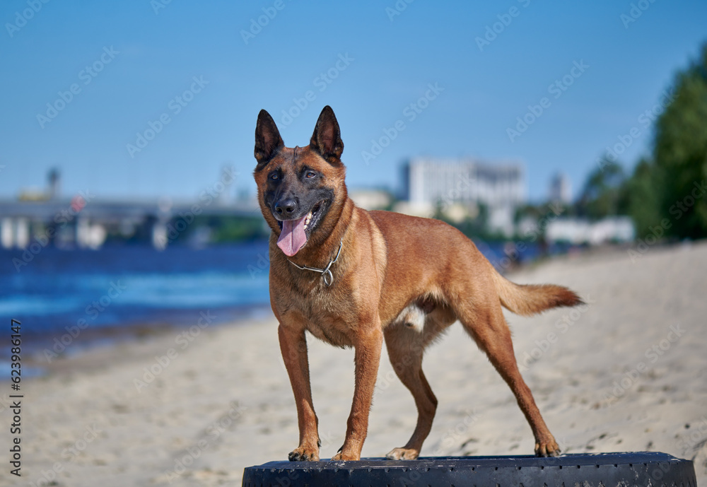 Portrait of a malinois belgian shepherd dog standing on a beach