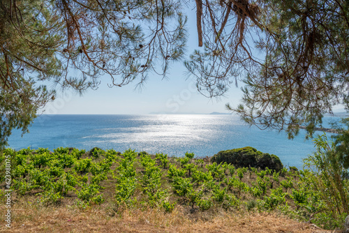 View of the vineyard on the shore and Aegean Sea, Kolymvari (Kolymbari), Platanias, Crete, Greece