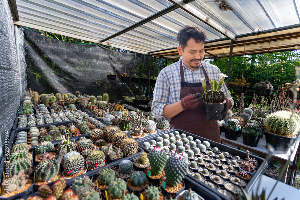 Asian gardener is working inside the greenhouse full of cactus plants collection while propagating by flower pollination for seed in ornamental garden and leisure hobby
