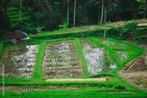 beautiful rice terrace in jatiluwih tabanan bali