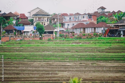 beautiful rice terrace in jatiluwih tabanan bali
