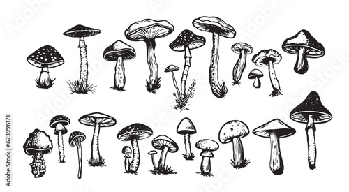 Mushrooms set hand drawn illustrations  vector. 