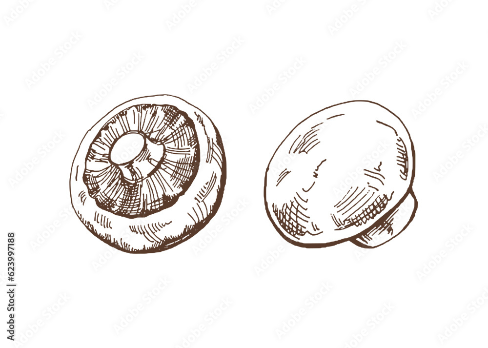Organic food. Hand drawn vector sketch of champignons. Doodle vintage illustration. Decorations for the menu of cafes and labels. Engraved image.