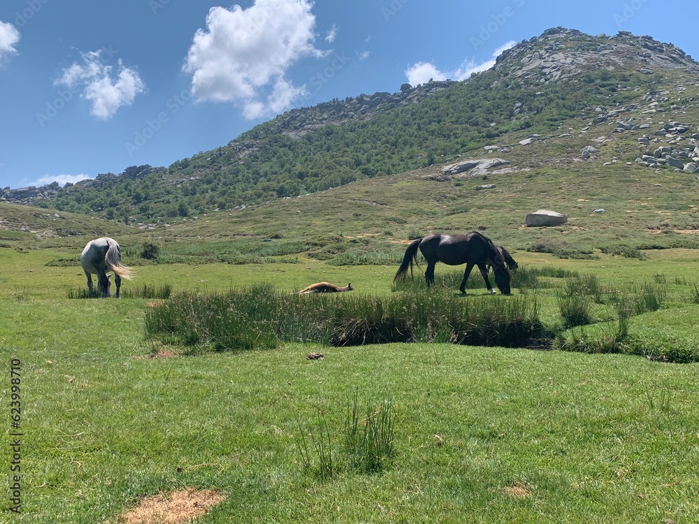 Obraz premium Plateau du Coscione, Corse