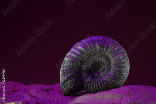 Ammonite is a fossil of a squid, photographed in close-up in studio