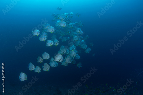 Longfin batfish are swimming in the shoal. Longfin spadefish during dive in Raja Ampat. Marine life in Indonesia. 