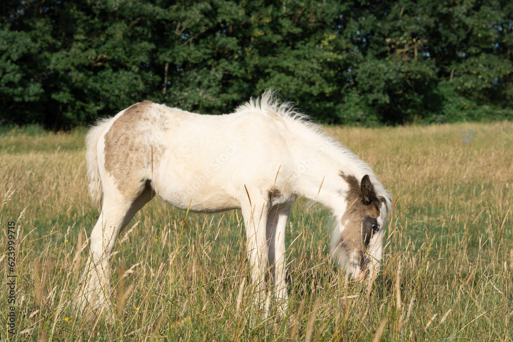 horse grazing in the field on the farm horse grazing in the field on the farm
