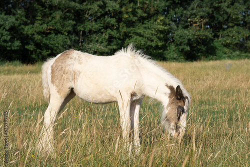 horse grazing in the field on the farm