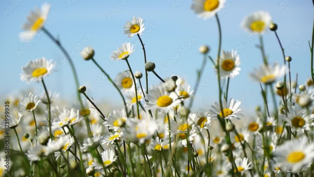 Chamomile. White daisy flowers in a field of green grass sway in the wind at sunset. Chamomile flowers field with green grass against blue sky. Close up slow motion. Nature, flowers, spring, biology Chamomile. White daisy flowers in a field of green grass sway in the wind at sunset. Chamomile flowers field with green grass against blue sky. Close up slow motion. Nature, flowers, spring, biology