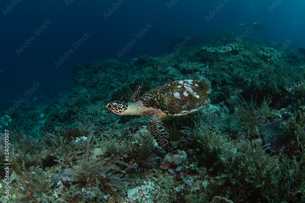 Fototapeta premium Hawksbill sea turtle is lying on the seabed. Eretmochelys imbricata during dive in Raja Ampat. Marine life in Indonesia.