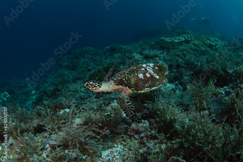 Hawksbill sea turtle is lying on the seabed. Eretmochelys imbricata during dive in Raja Ampat. Marine life in Indonesia. © prochym