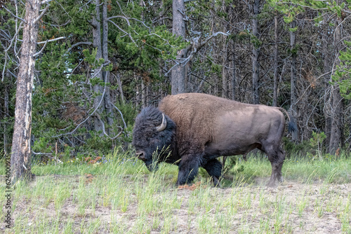 bison in yellowstone national park