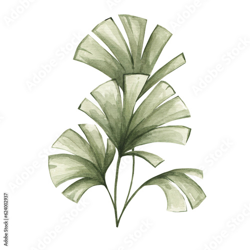 Watercolor illustration of palm leaves isolated on white background. Tropical plants, African nature.Savanna plant