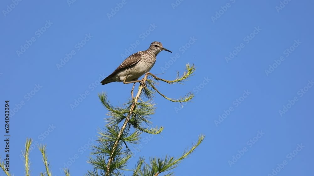 Tringa glareola. Wood sandpiper crouched on top of a larch tree in the Arctic zone of Siberia