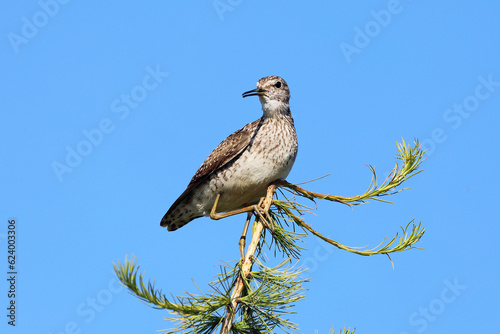 Wood sandpiper close-up in summer on a tree in Siberia