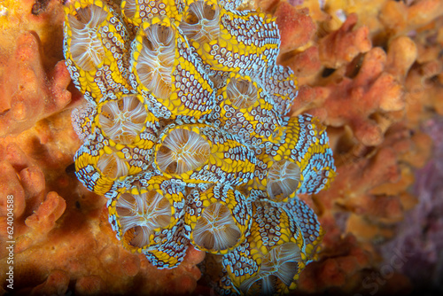 A close up view of the magnificent ascidian sea squirt (Botrylloides magnicoecum)