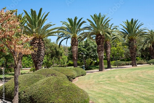 palmeras en jardin