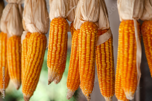 Organic dry corn ear group for food production or agricultural product concept