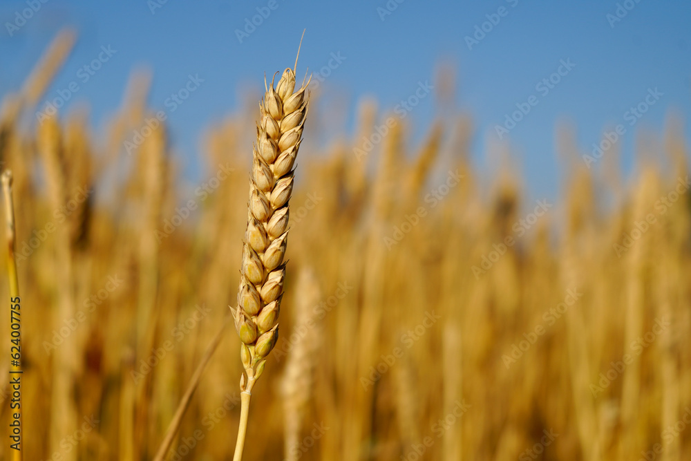 Fototapeta premium golden wheat field