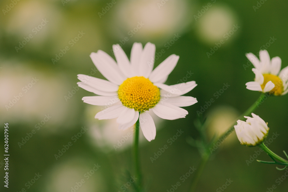 Camomile flower in close-up, herbal raw material, a plant with many medical applications Camomile flower in close-up, herbal raw material, a plant with many medical applications