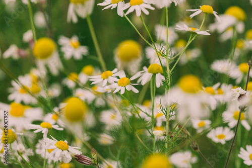 Chamomile, a plant used in medicine, helps with stomach ailments, a flower with white petals and a yellow center