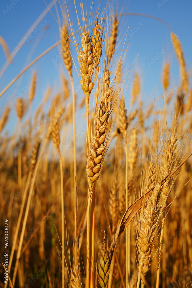 golden wheat field