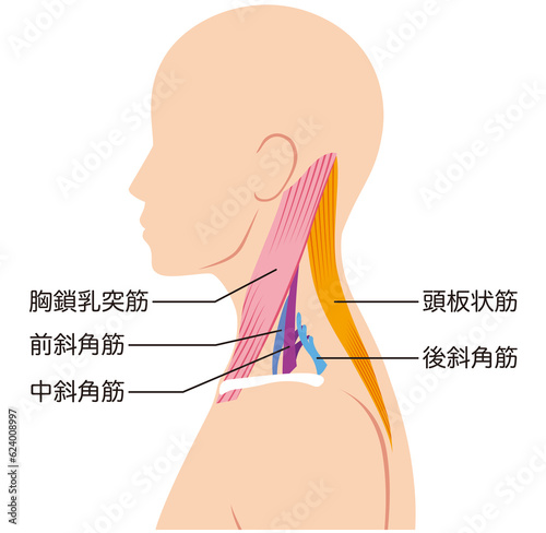 首の筋肉の構造　名称 photo