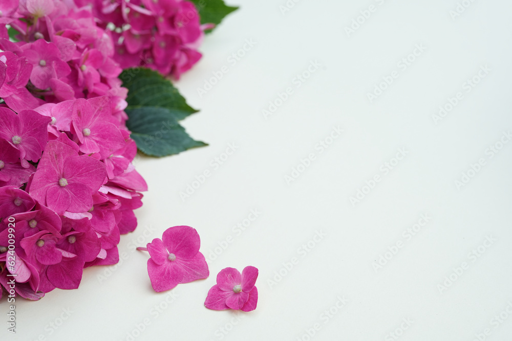Beautiful flowers of pink hydrangea with green leaves on light background. Side view with copy space. Flower card. Holiday, congratulations, happy mothers day. International Women's day. Beautiful flowers of pink hydrangea with green leaves on light background. Side view with copy space. Flower card. Holiday, congratulations, happy mothers day. International Women's day.