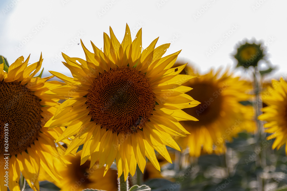 Obraz premium Sonnenblume