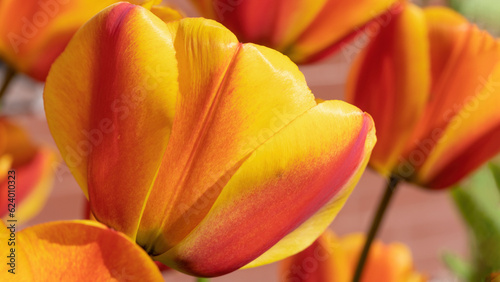 Pomarańczowo żółte wiosenne tulipany w zachodzącym słońcu. © Ryszard