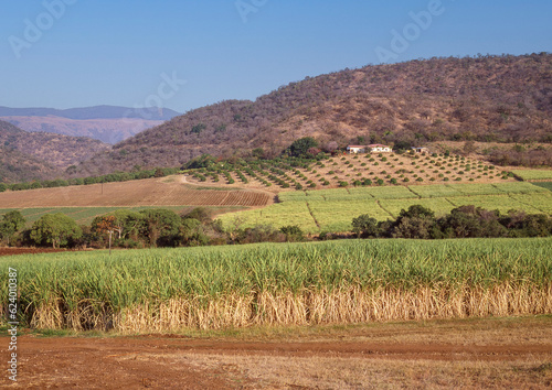Sugar Cane Growing in South Africa.