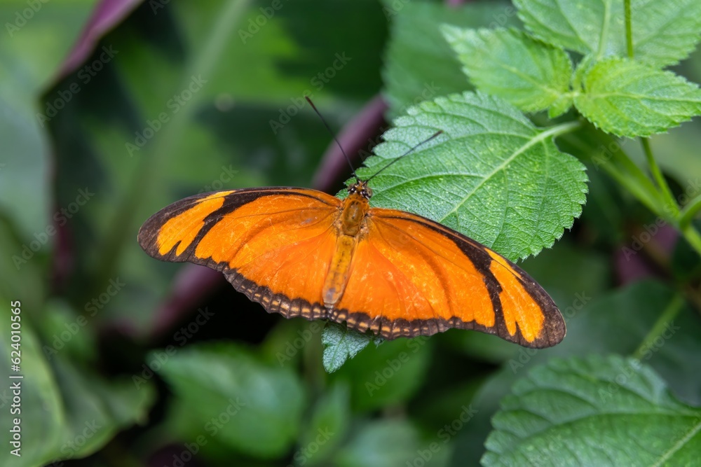 Julia Heliconian butterfly (Dryas iulia modesta) Julia Heliconian butterfly (Dryas iulia modesta)