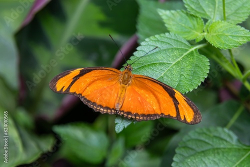 Фотография Julia Heliconian butterfly (Dryas iulia modesta)