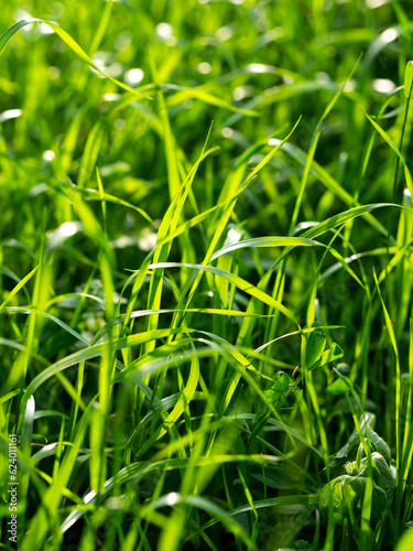 Fresh grass lawn close up view
