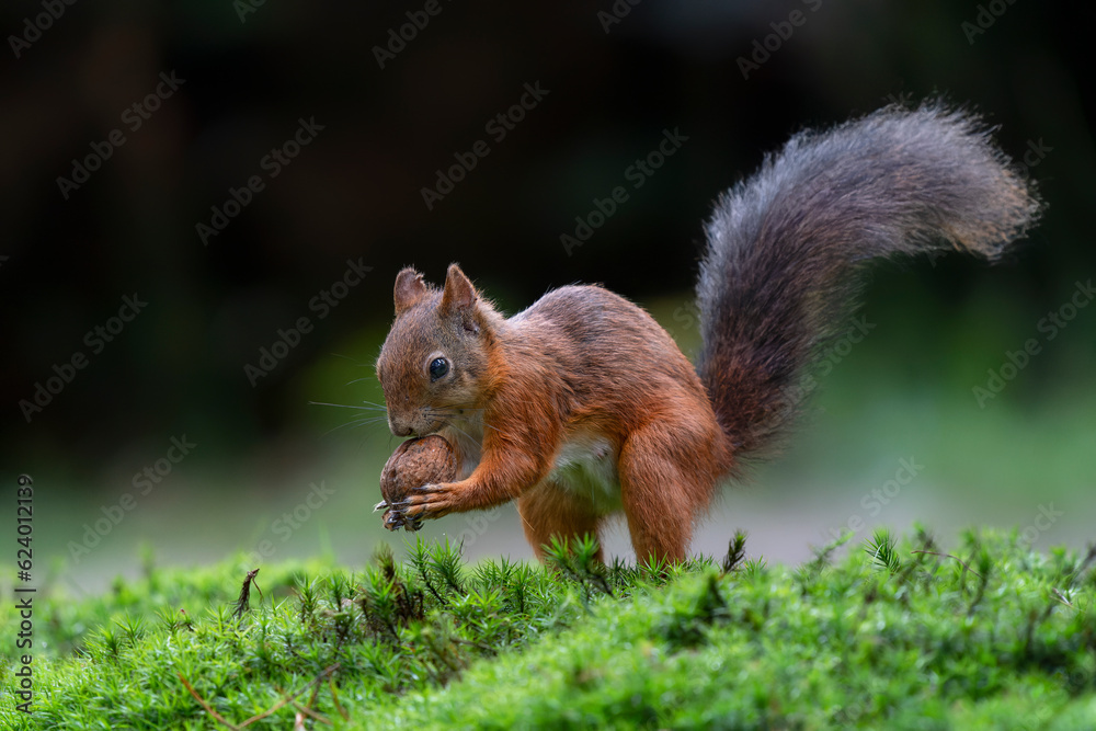  Hungry Eurasian red squirrel (Sciurus vulgaris) eating a nut in the forest of Noord Brabant in the Netherlands.	                   