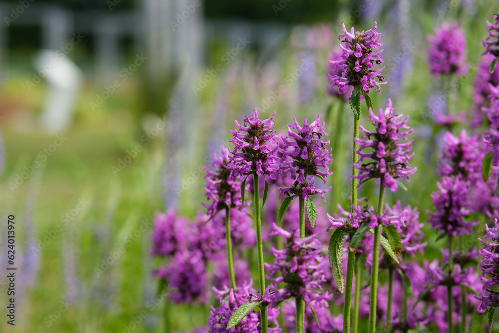Naklejka premium lavender field region