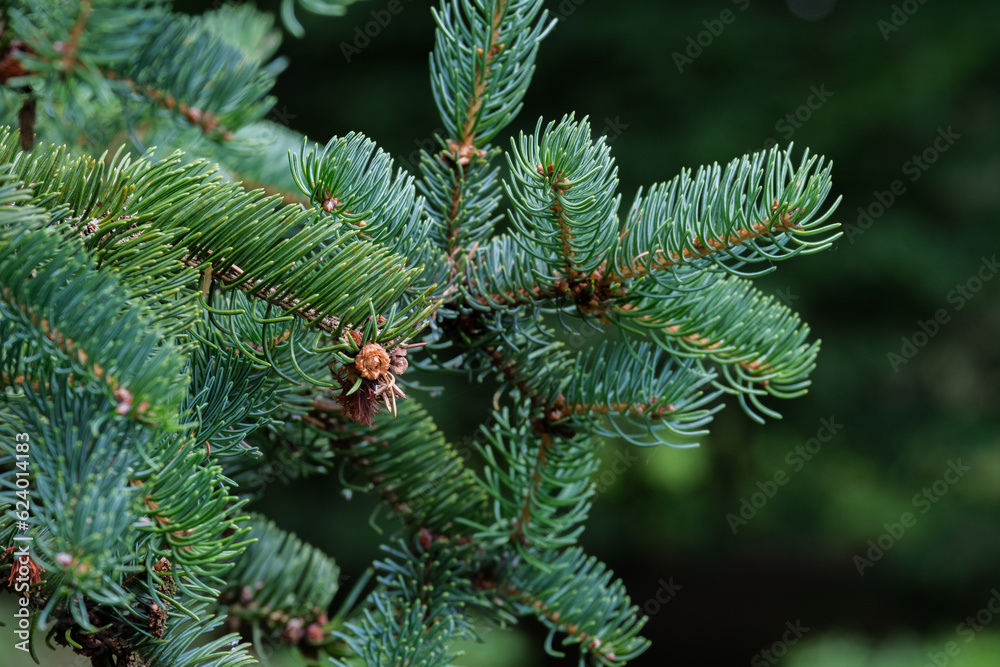 close up of pine needles close up of pine needles