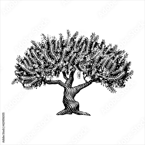 Hand Drawn illustration of a Olive Tree in a vintage style.