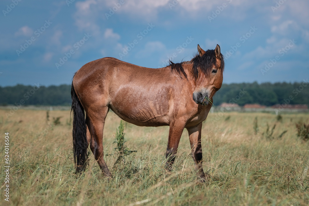 Belarusian draft horses graze on a summer field. Belarusian draft horses graze on a summer field.
