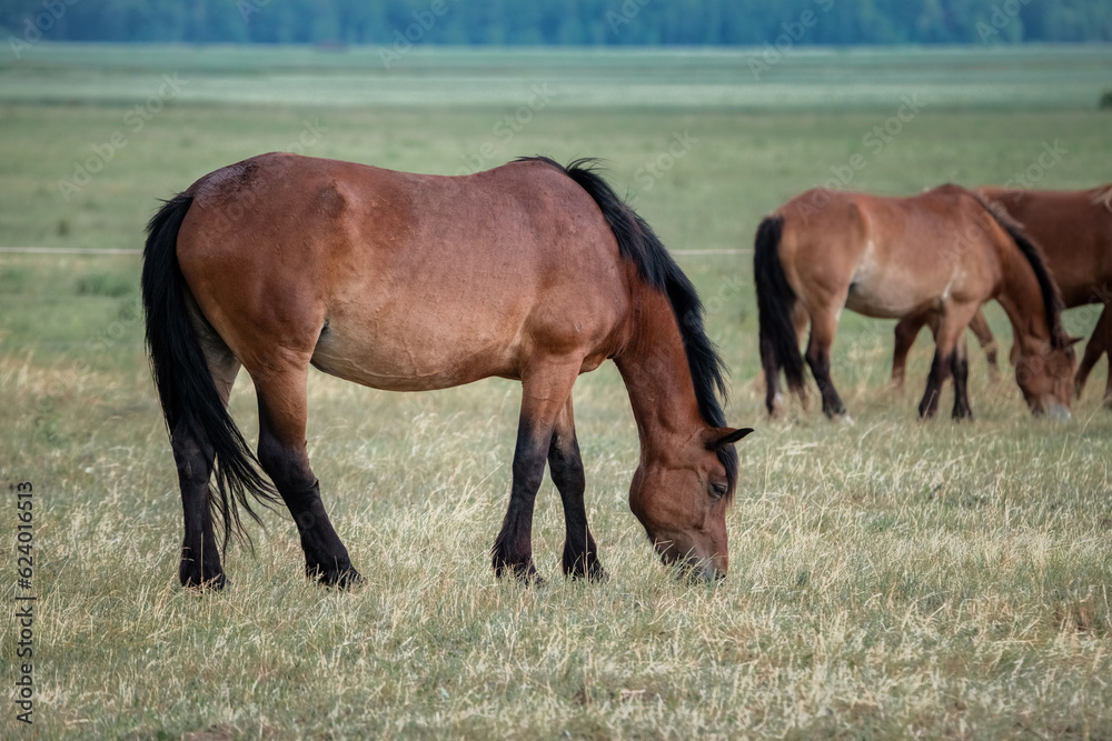 Belarusian draft horses graze on a summer field. Belarusian draft horses graze on a summer field.