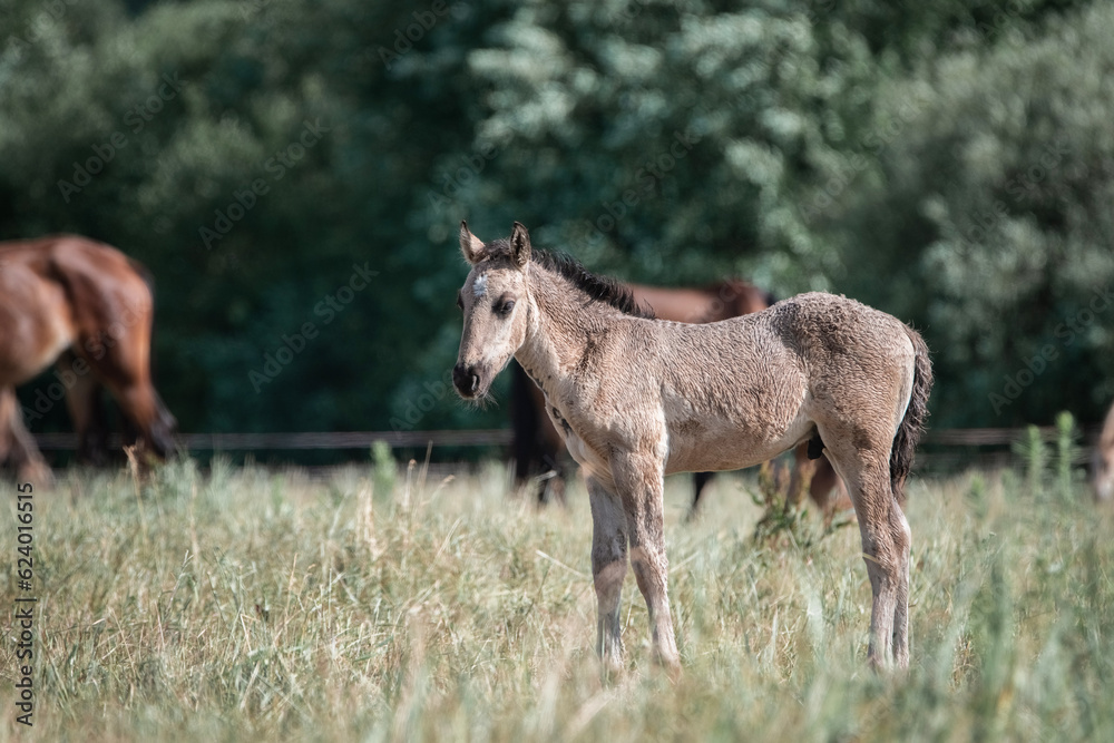 Belarusian draft horses graze on a summer field.