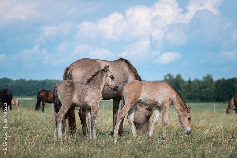 Belarusian draft horses graze on a summer field. Belarusian draft horses graze on a summer field.
