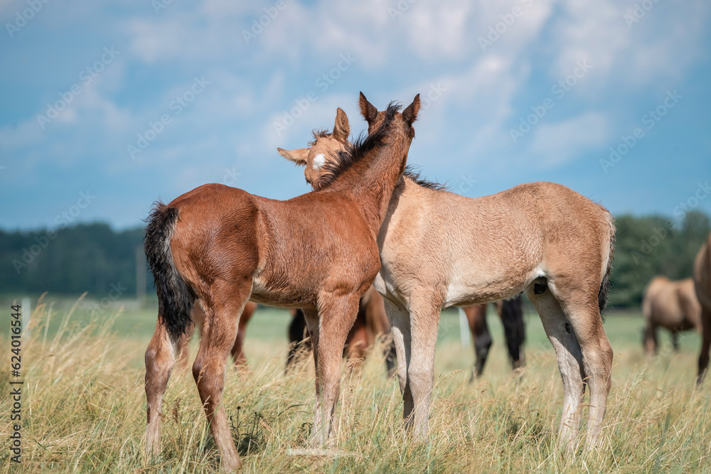 Belarusian draft horses graze on a summer field. Belarusian draft horses graze on a summer field.