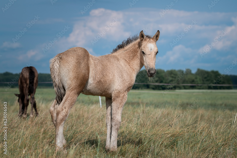 Belarusian draft horses graze on a summer field.