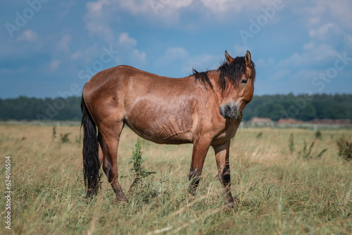 Belarusian draft horses graze on a summer field.