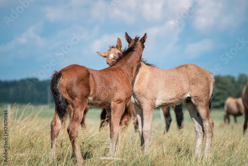 Belarusian draft horses graze on a summer field.