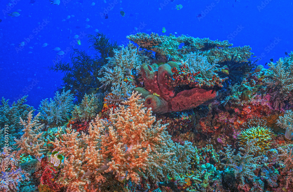 Fototapeta premium Coral reef South Pacific,Bali