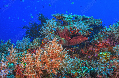 Fototapeta Naklejka Na Ścianę i Meble -  Coral reef South Pacific,Bali