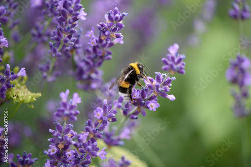 Bumble bee on a lavender flower © Nicole