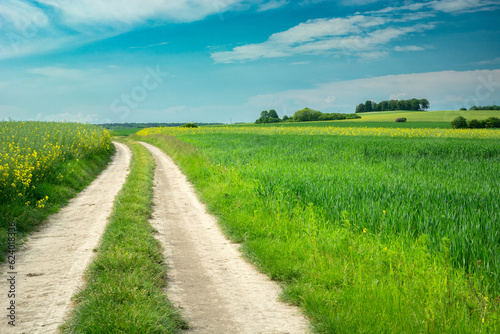 Dirt road through green fields and blue sky, June day, eastern Poland